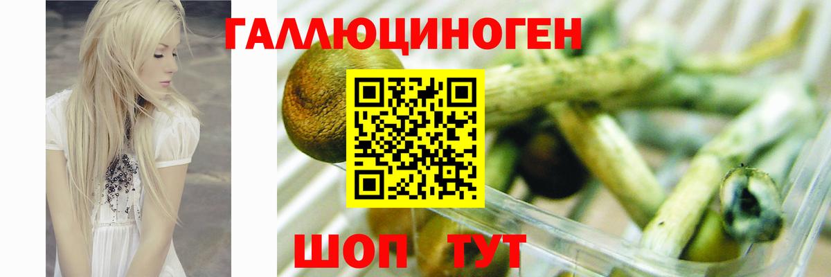 Галлюциногенные грибы Psilocybe Магнитогорск